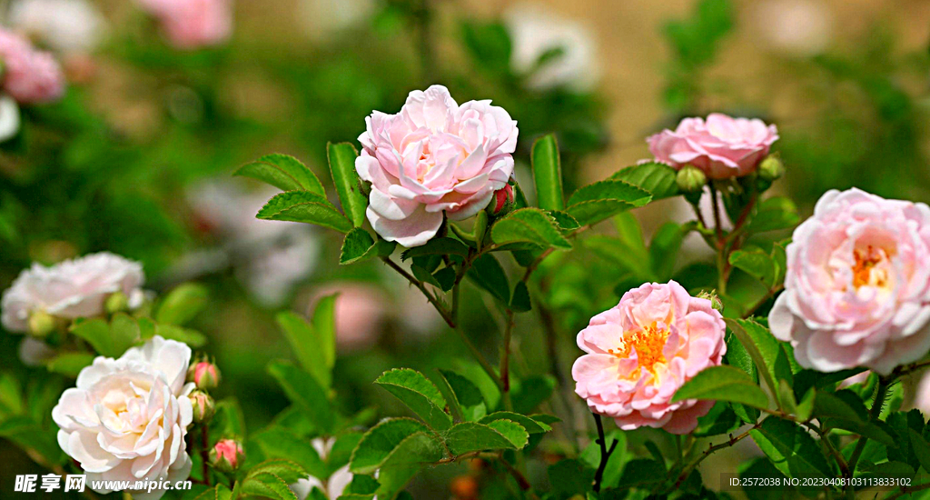 蔷薇花开