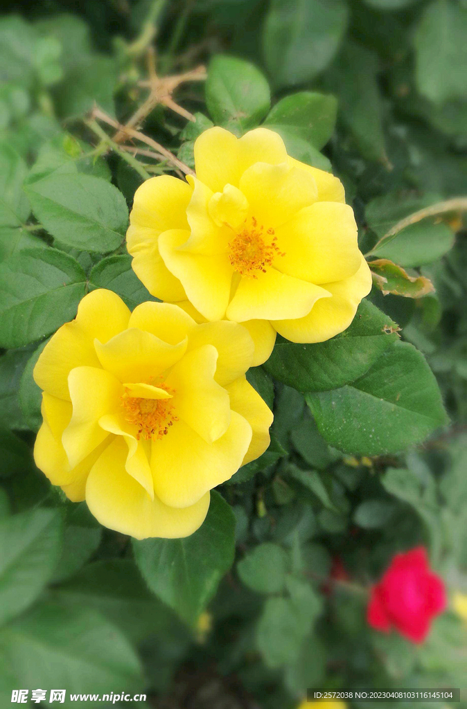 蔷薇花开
