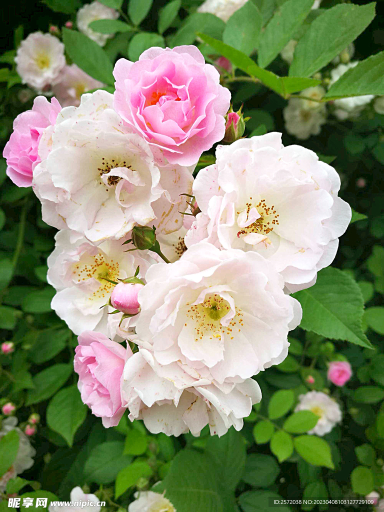 蔷薇花开
