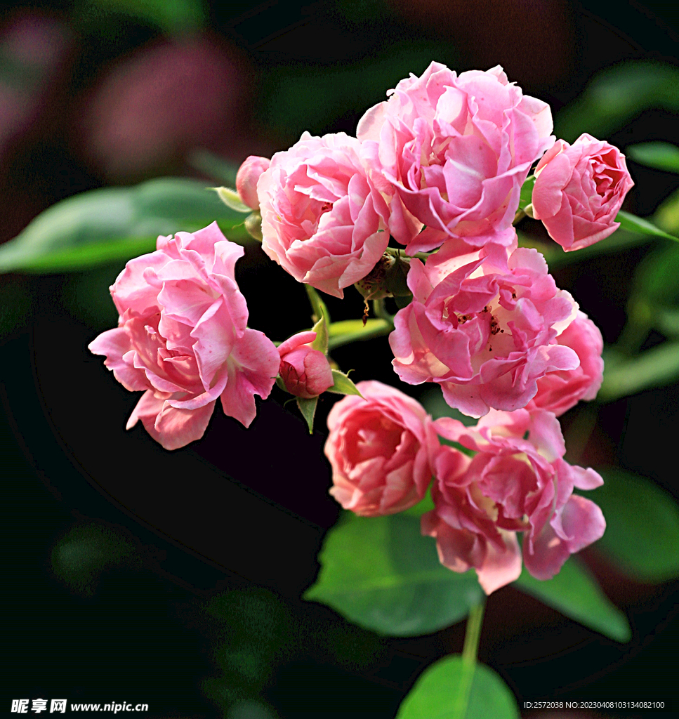 蔷薇花开