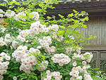 蔷薇花开