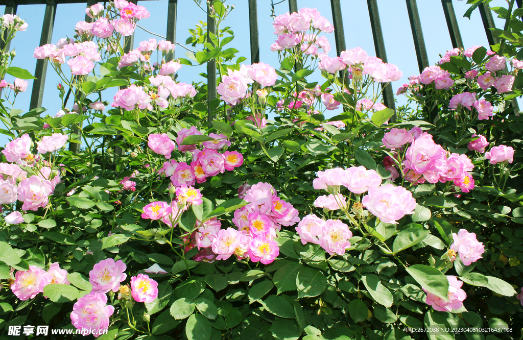 蔷薇花开
