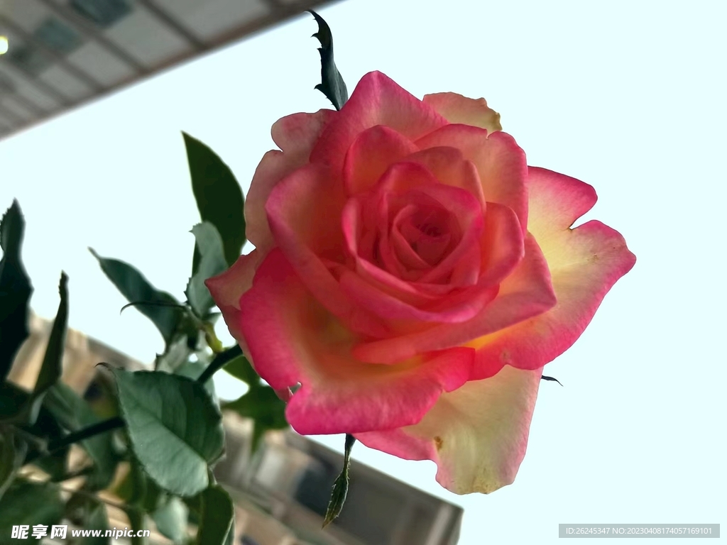 玫瑰花