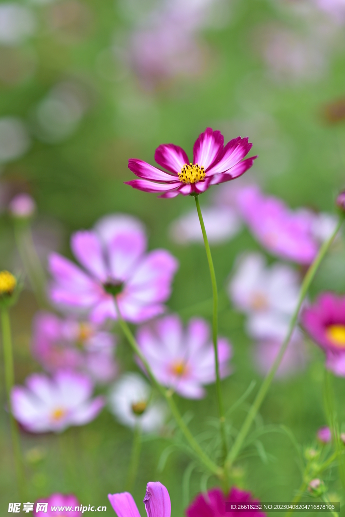 格桑花盛开