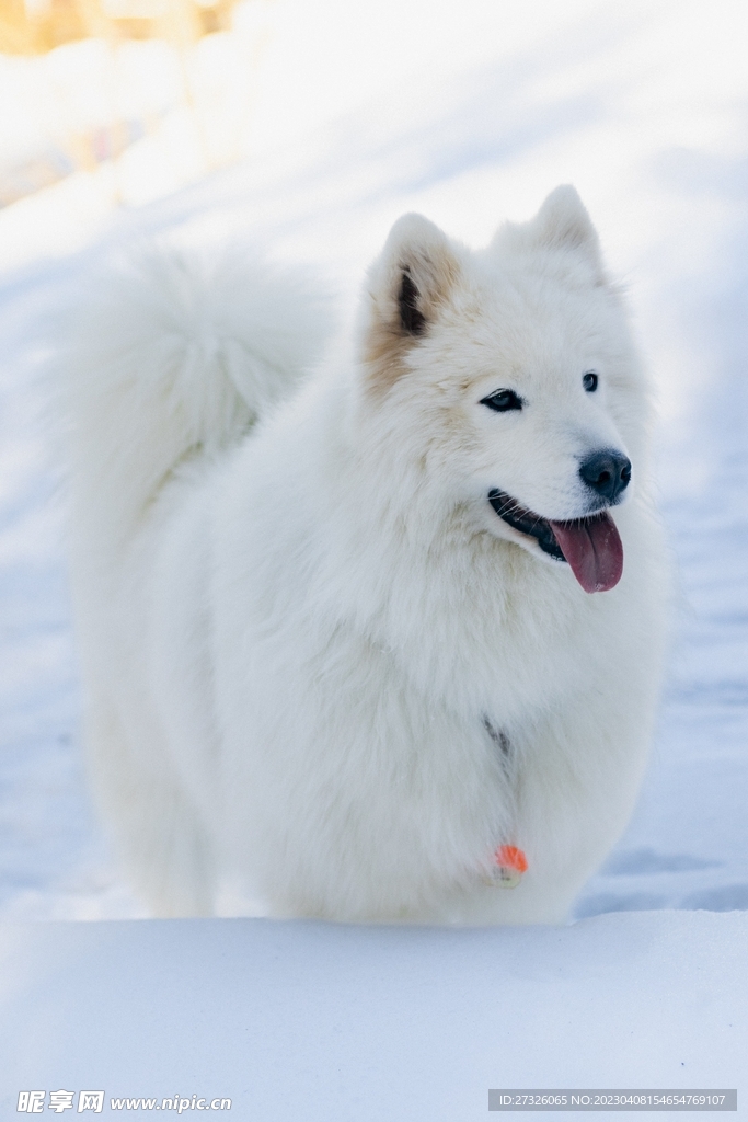 狗 