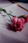 鲜花