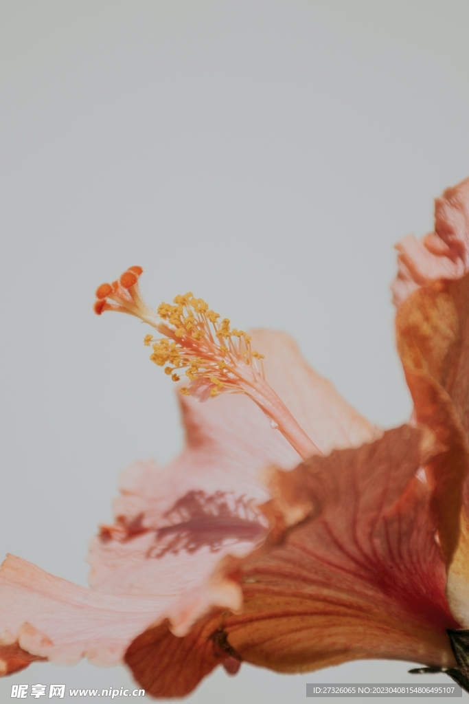鲜花