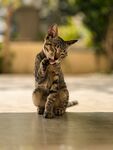 猫