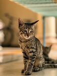 猫 