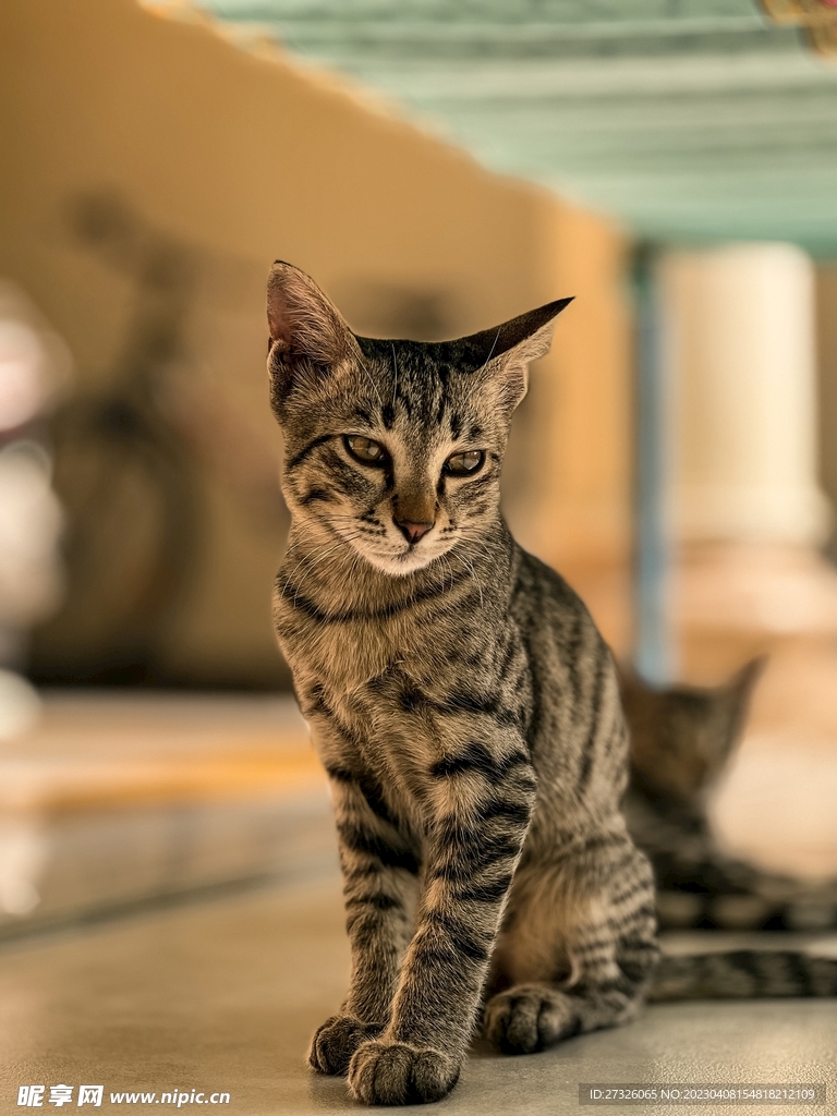 猫 