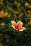 花草