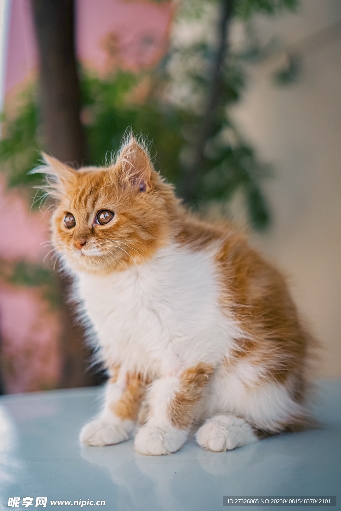 猫 
