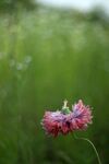 花花草