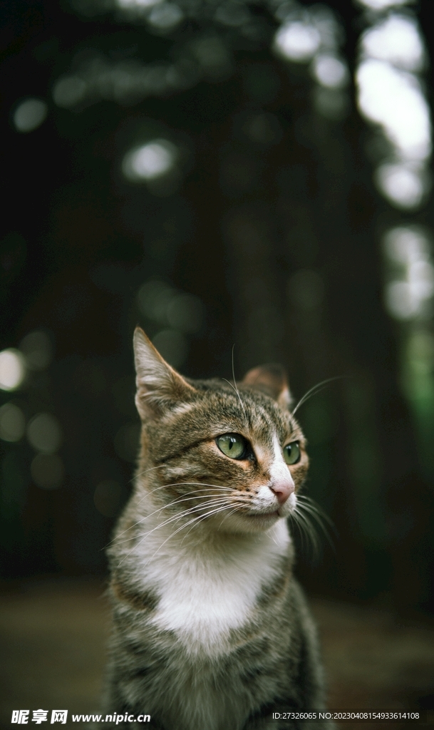 猫