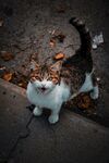 猫 