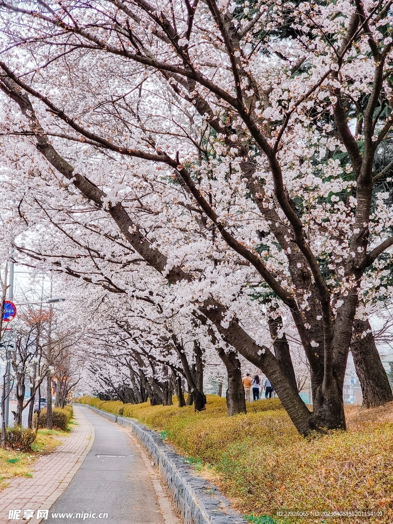 樱花
