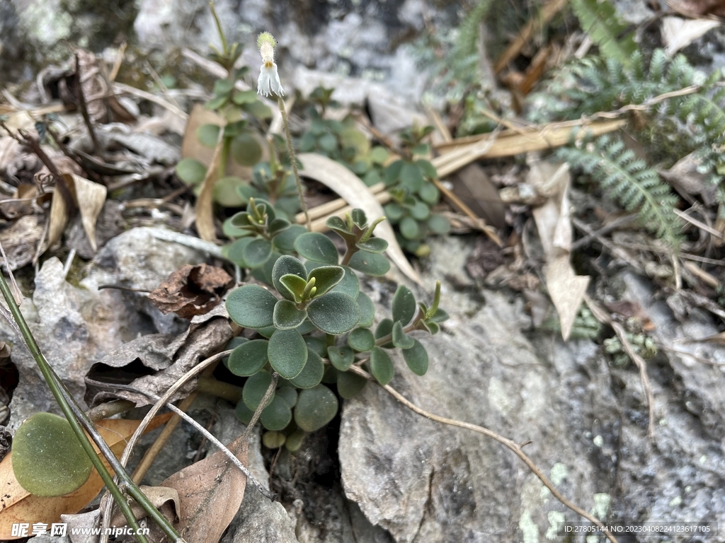 野生小植物