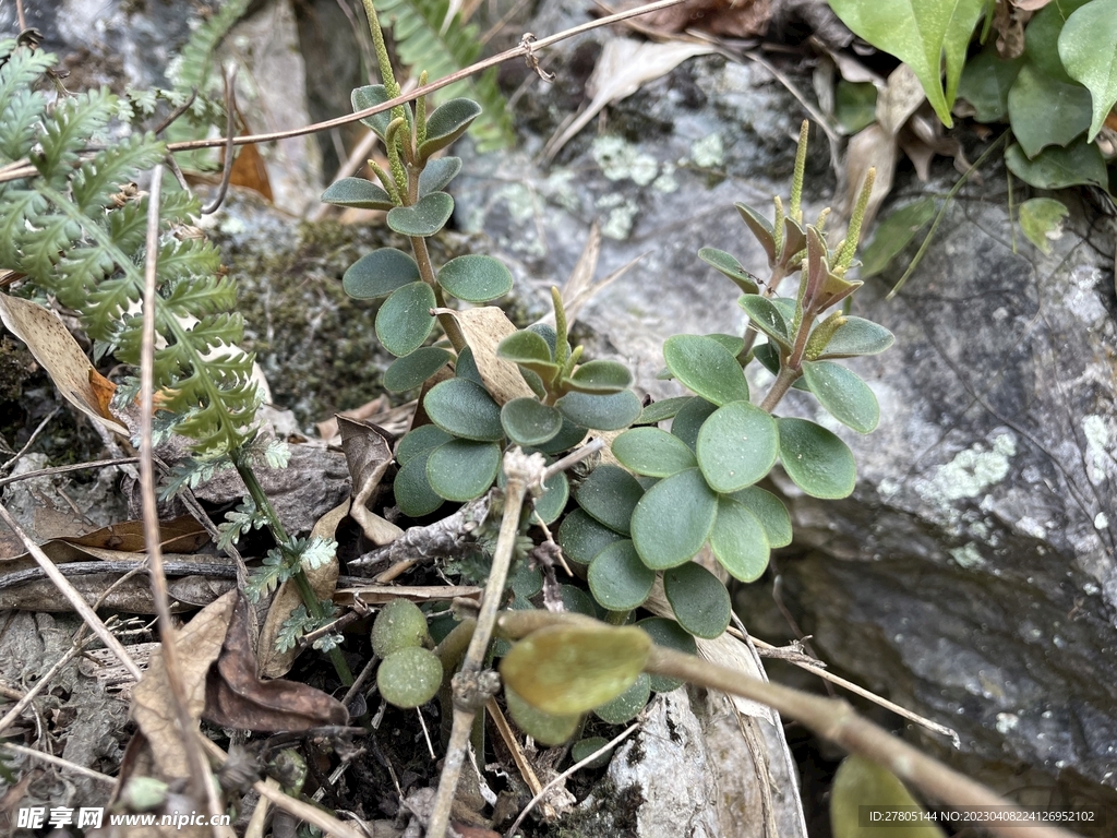 小植物