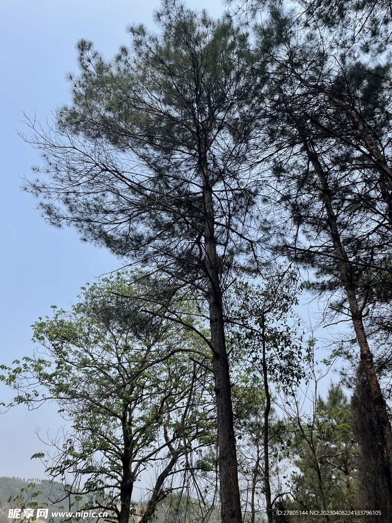 松树
