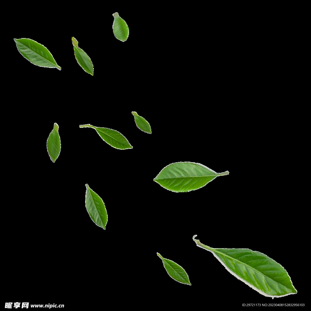 叶子飘落