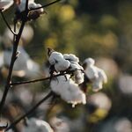 棉花图片           