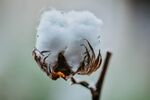 棉花图片           