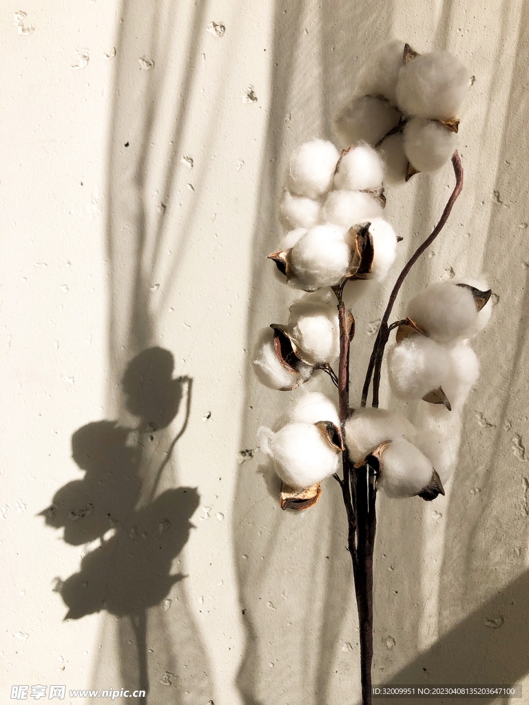 棉花图片           