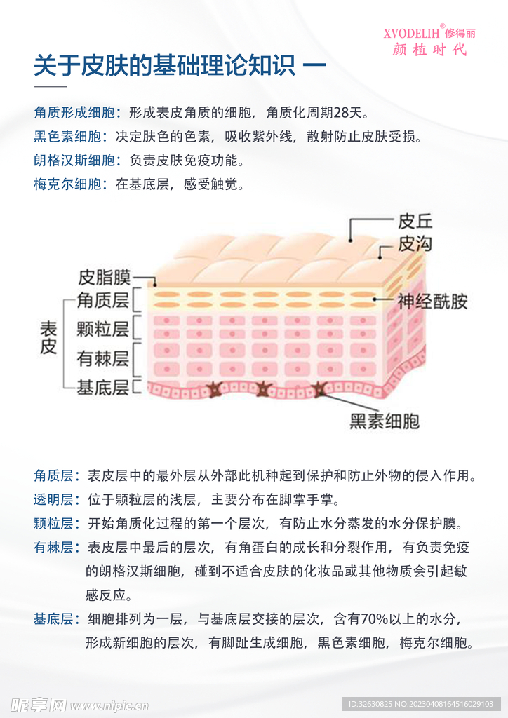 关于皮肤的基础知识 一