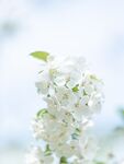 绣线菊
