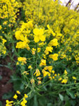 油菜花