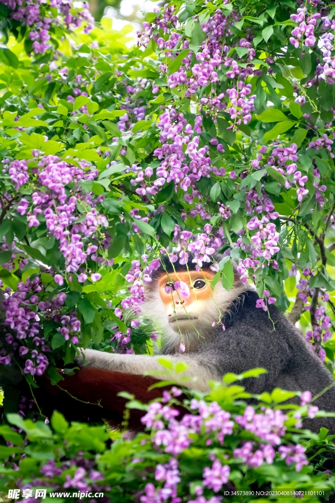 树上的猴子