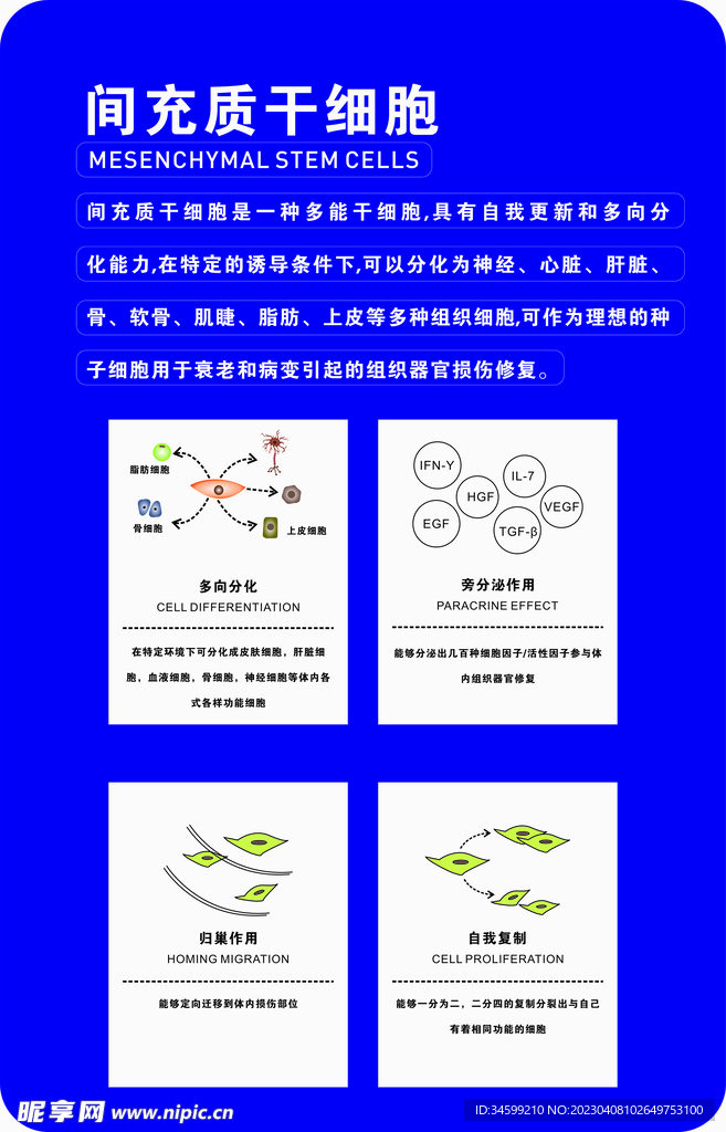 间充质干细胞