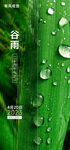 二十四节气谷雨海报
