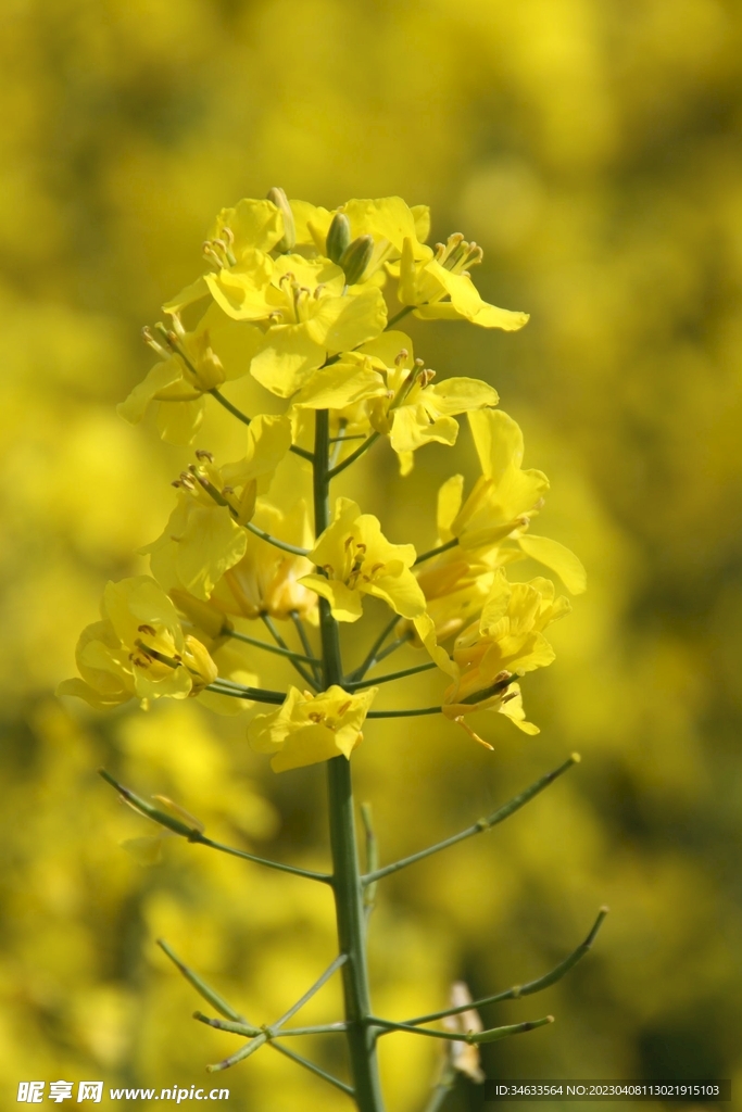 油菜花