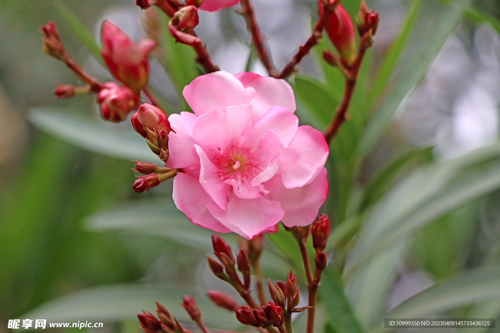 夹竹桃花