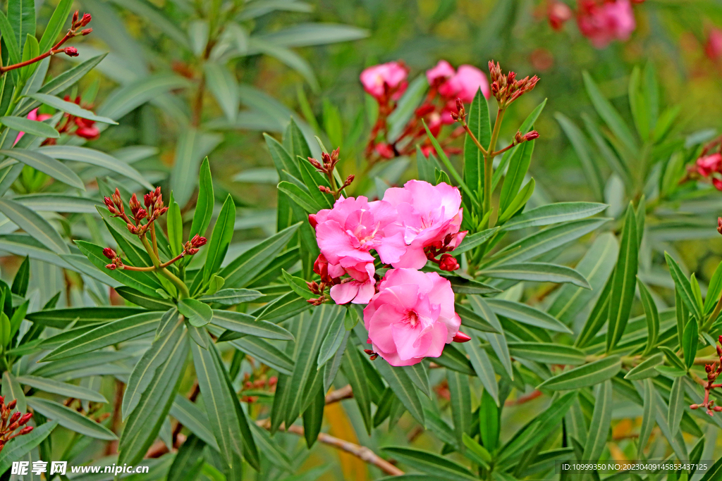 夹竹桃花