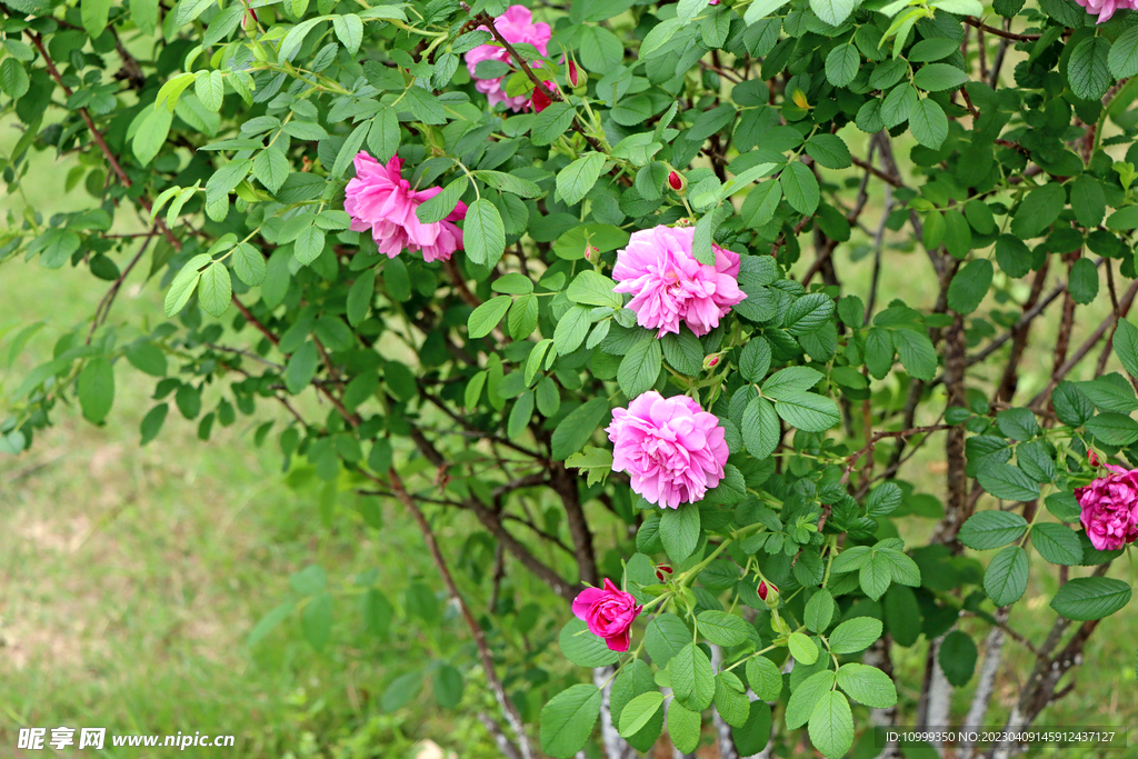 月季花