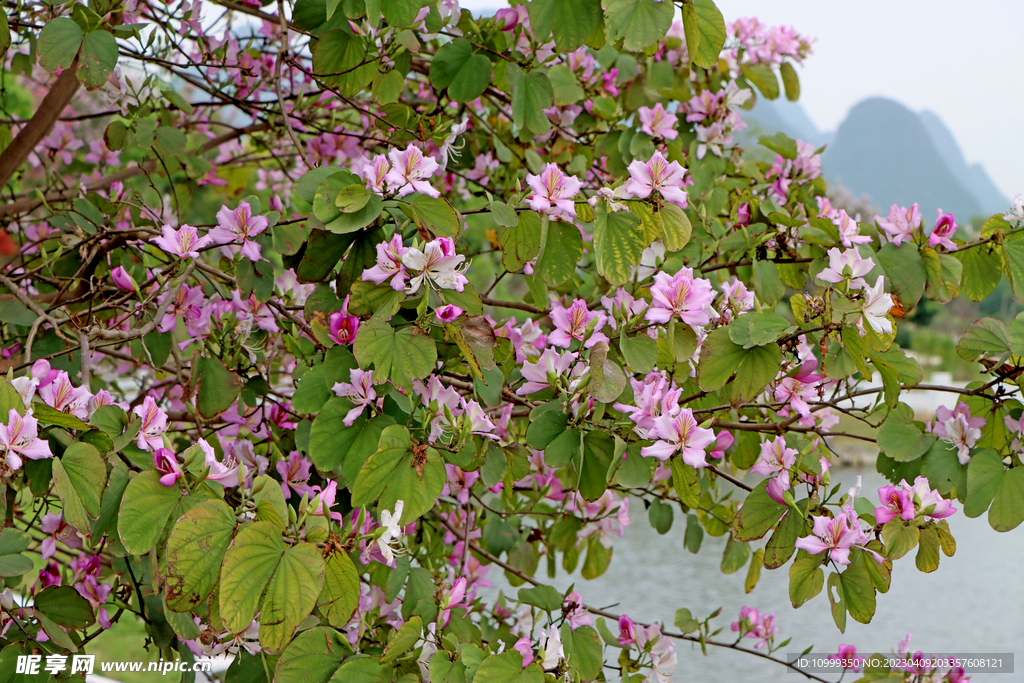 紫荆花