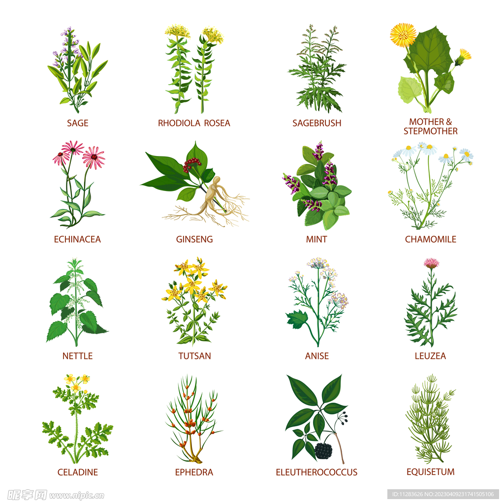 植物插画