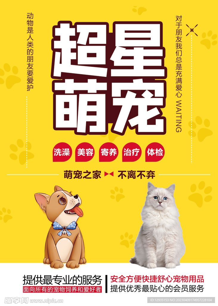 宠物 动物 海报