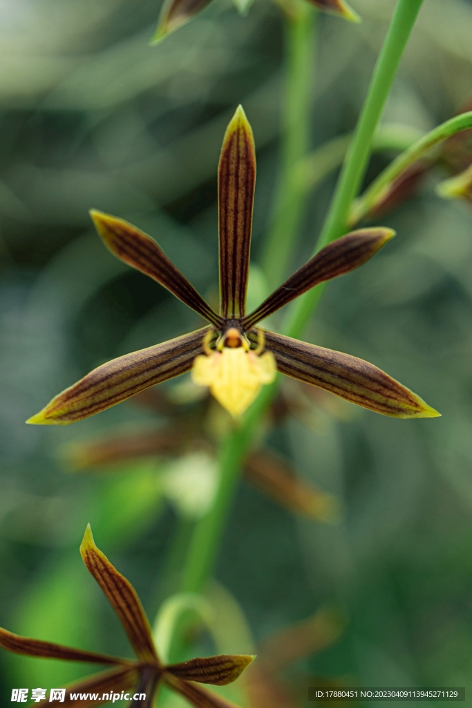 鲜花
