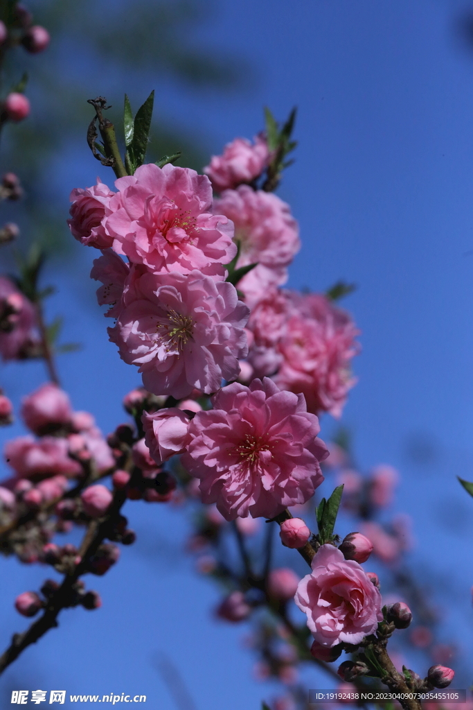 碧桃花儿