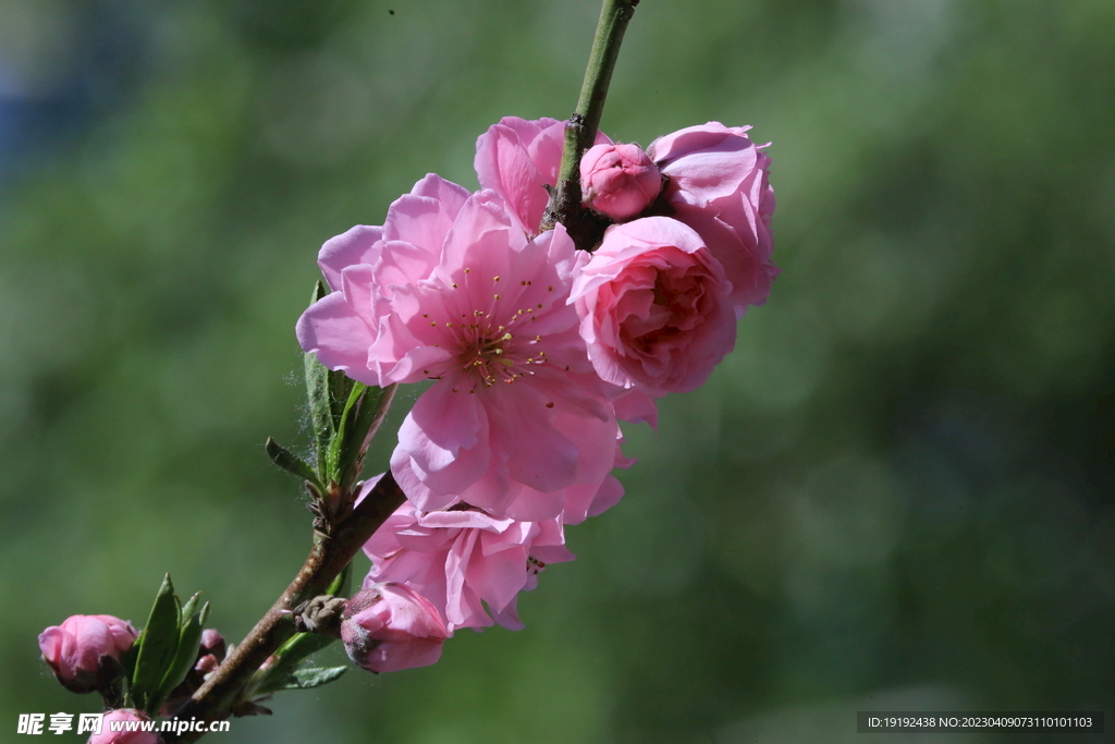 碧桃花儿 