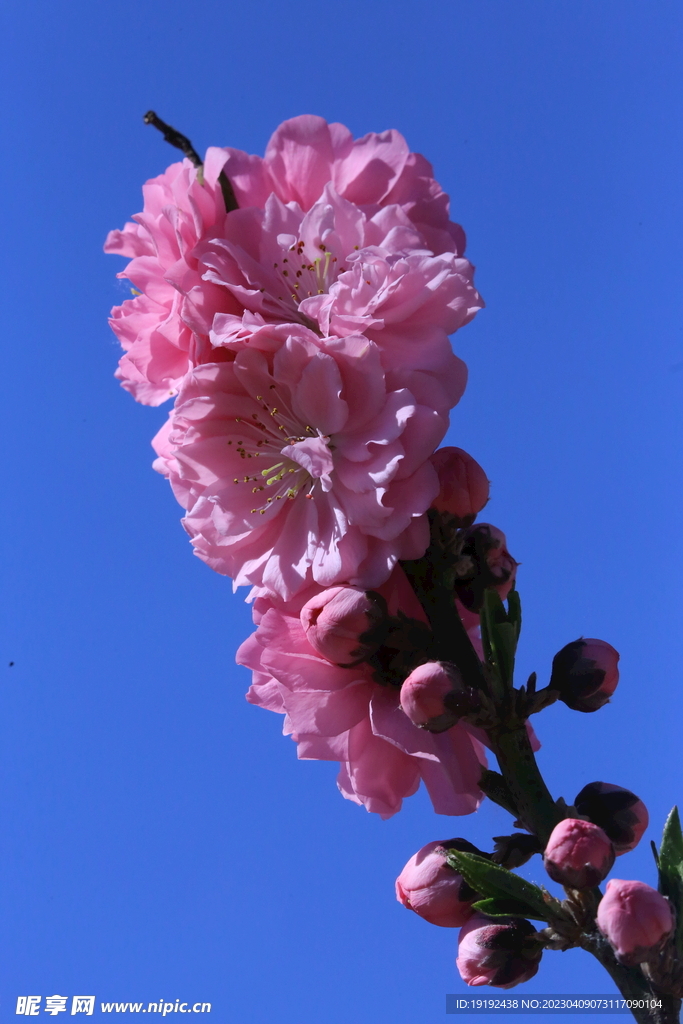 碧桃花儿