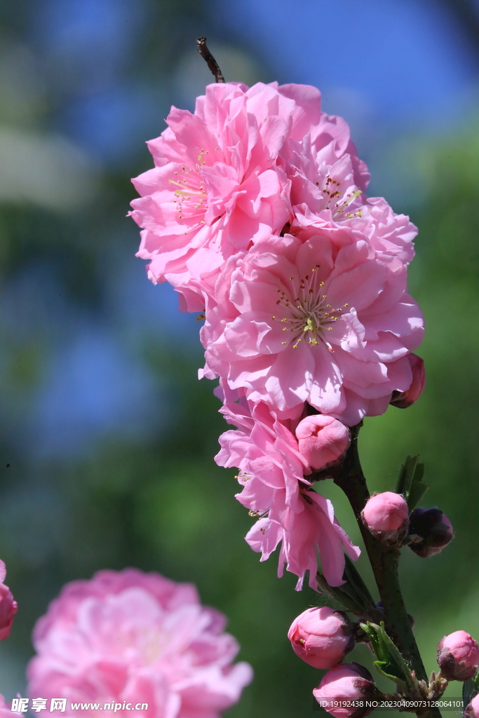 碧桃花儿