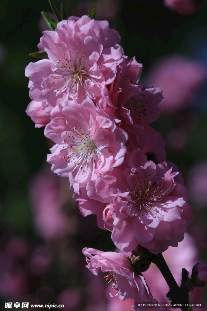 碧桃花儿 
