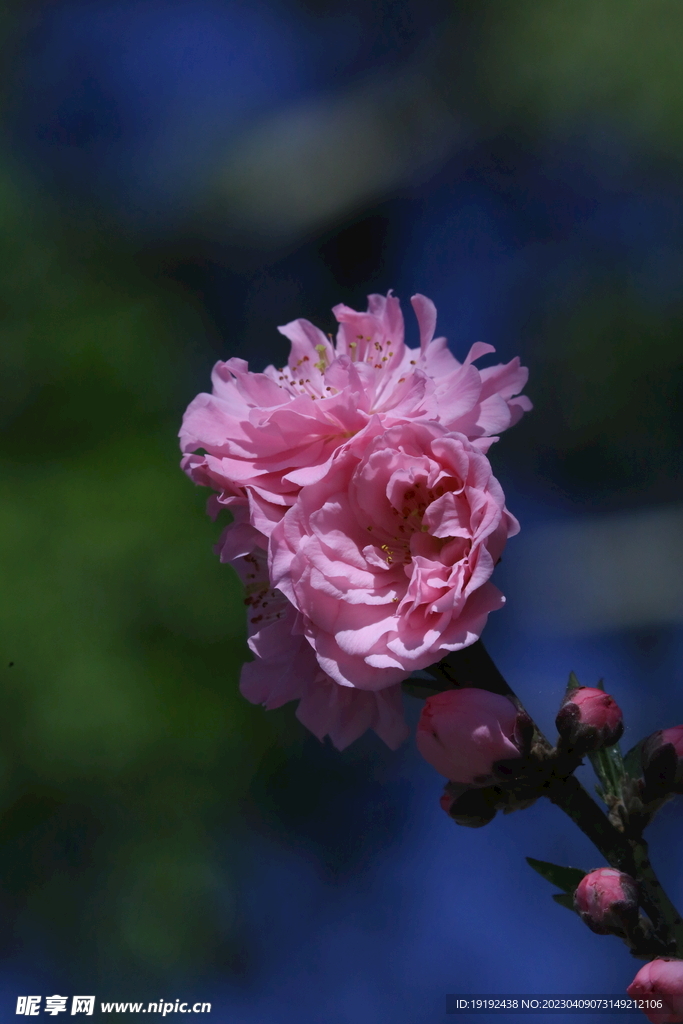 碧桃花儿 