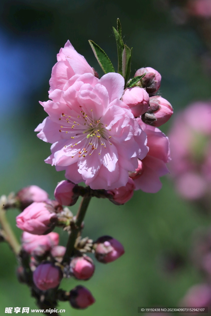 碧桃花儿 