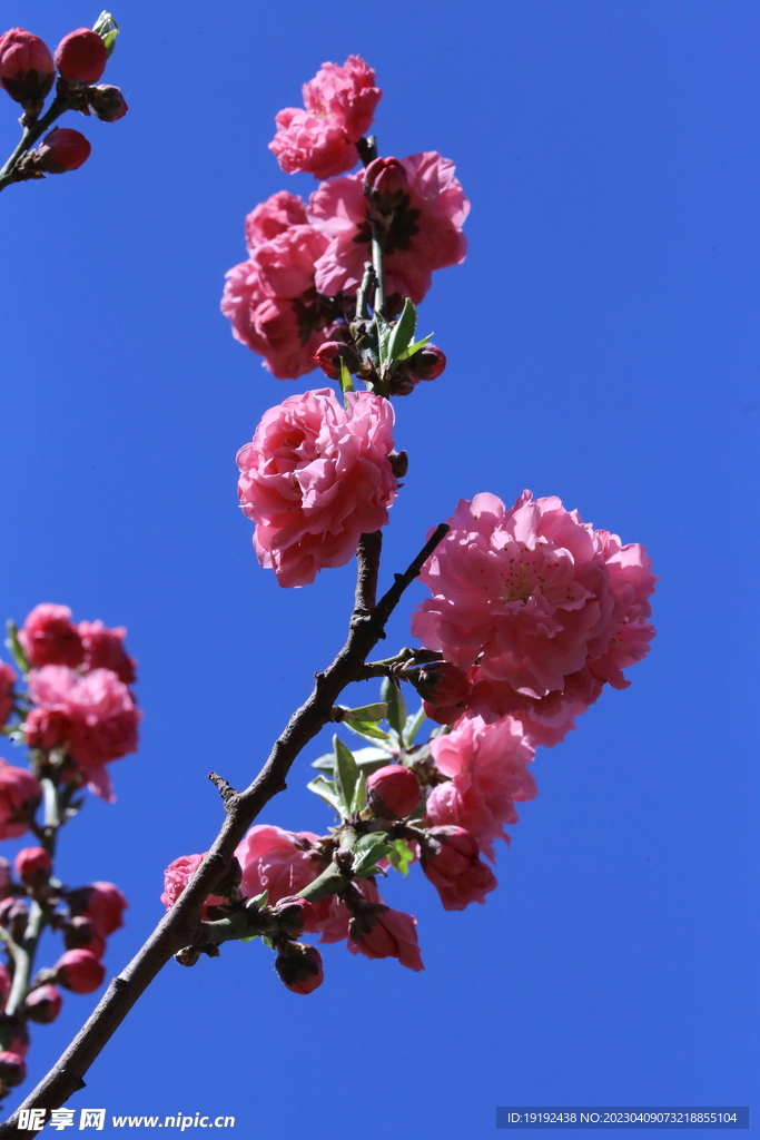 碧桃花儿