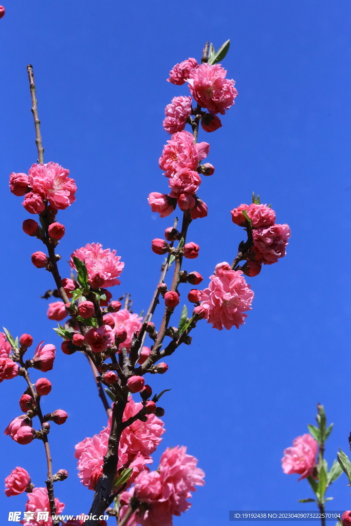 碧桃花儿 